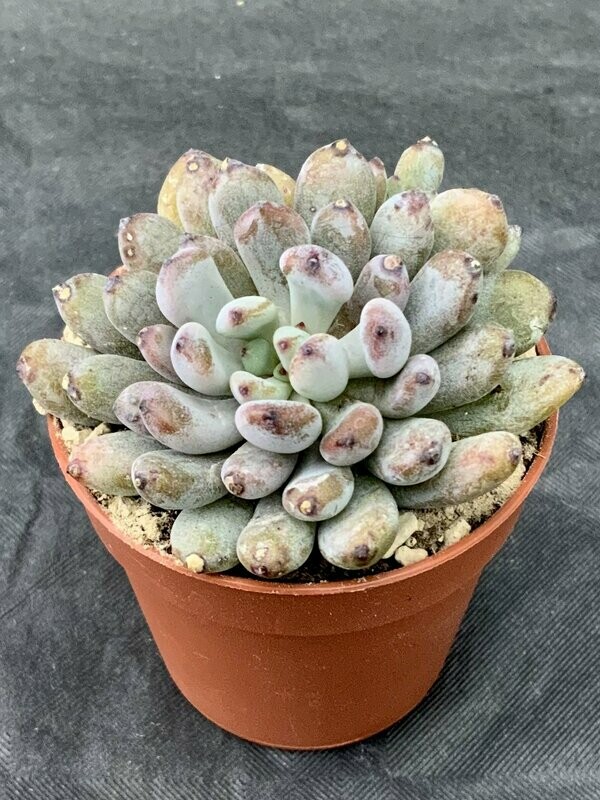 Graptopetalum Guangzhou Pot ø 5,5