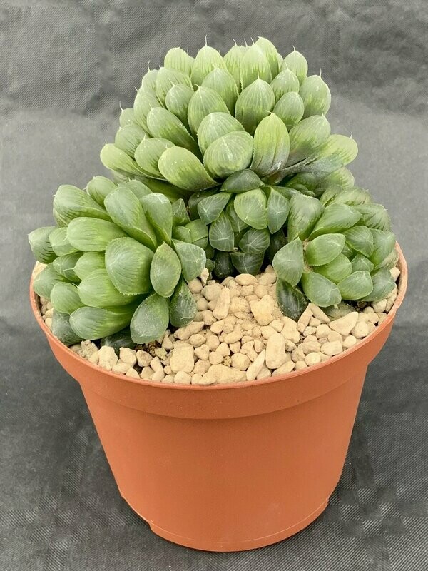 Haworthia Cooperi Pot ø 10,5