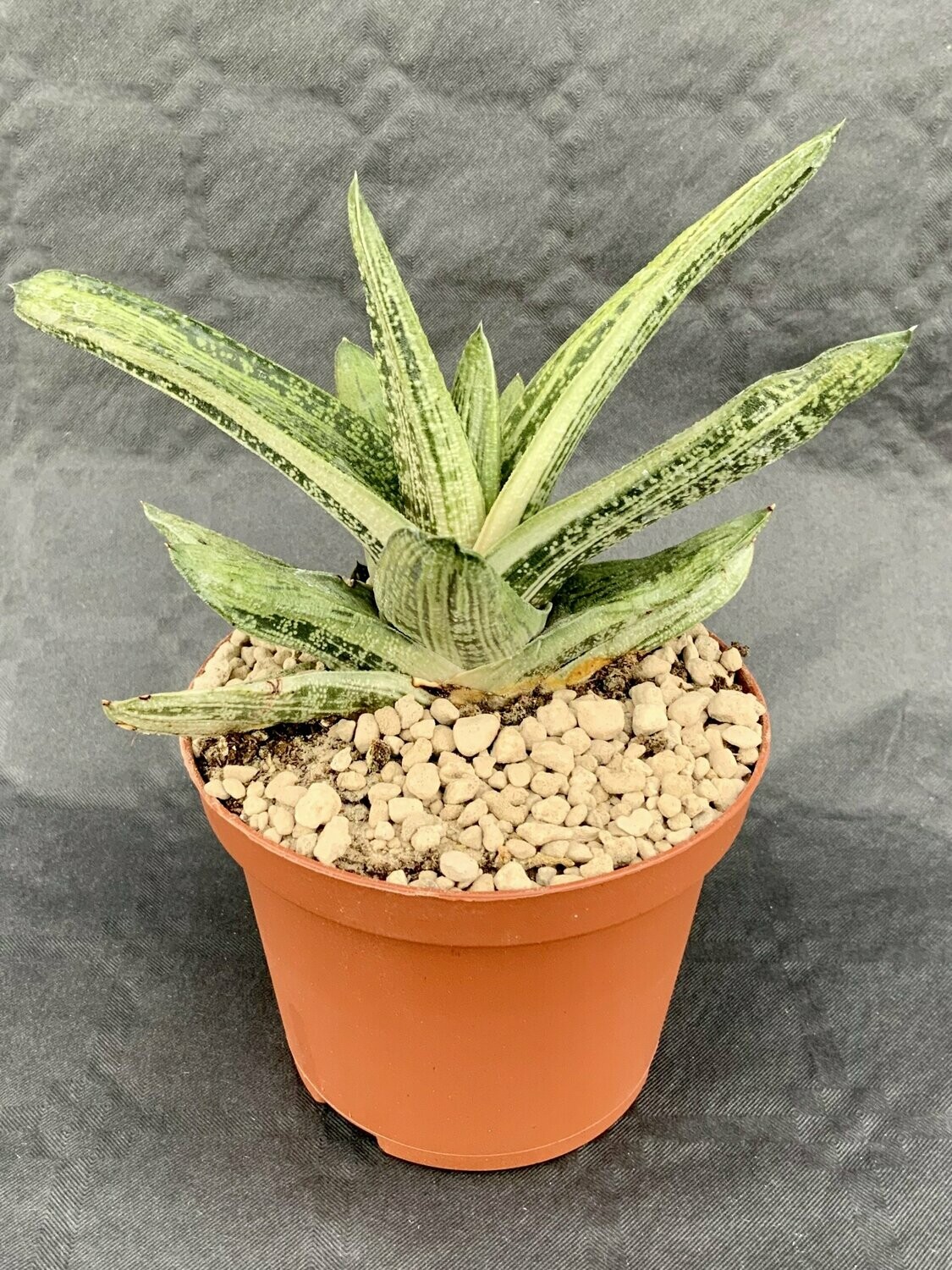 Gasteria Little Warty Pot ø 10,5