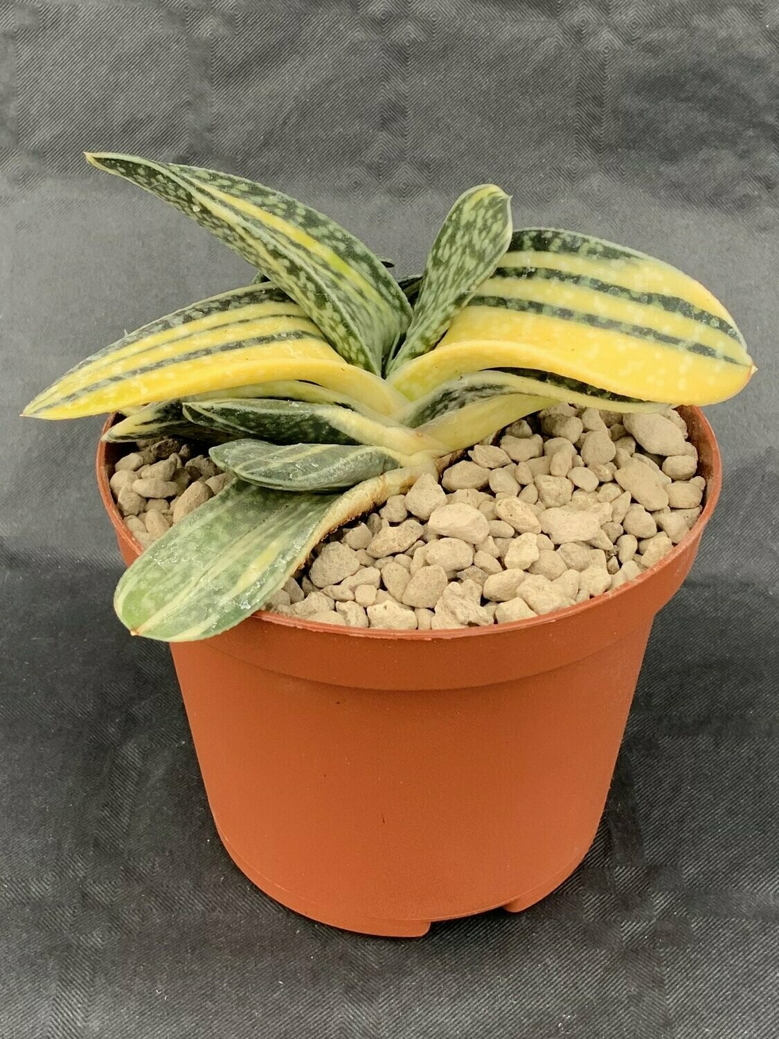 Gasteria Minima Variegated Pot ø 7,5