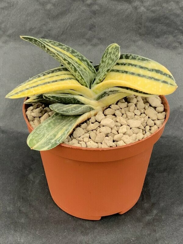 Gasteria Minima Variegated Pot ø 7,5