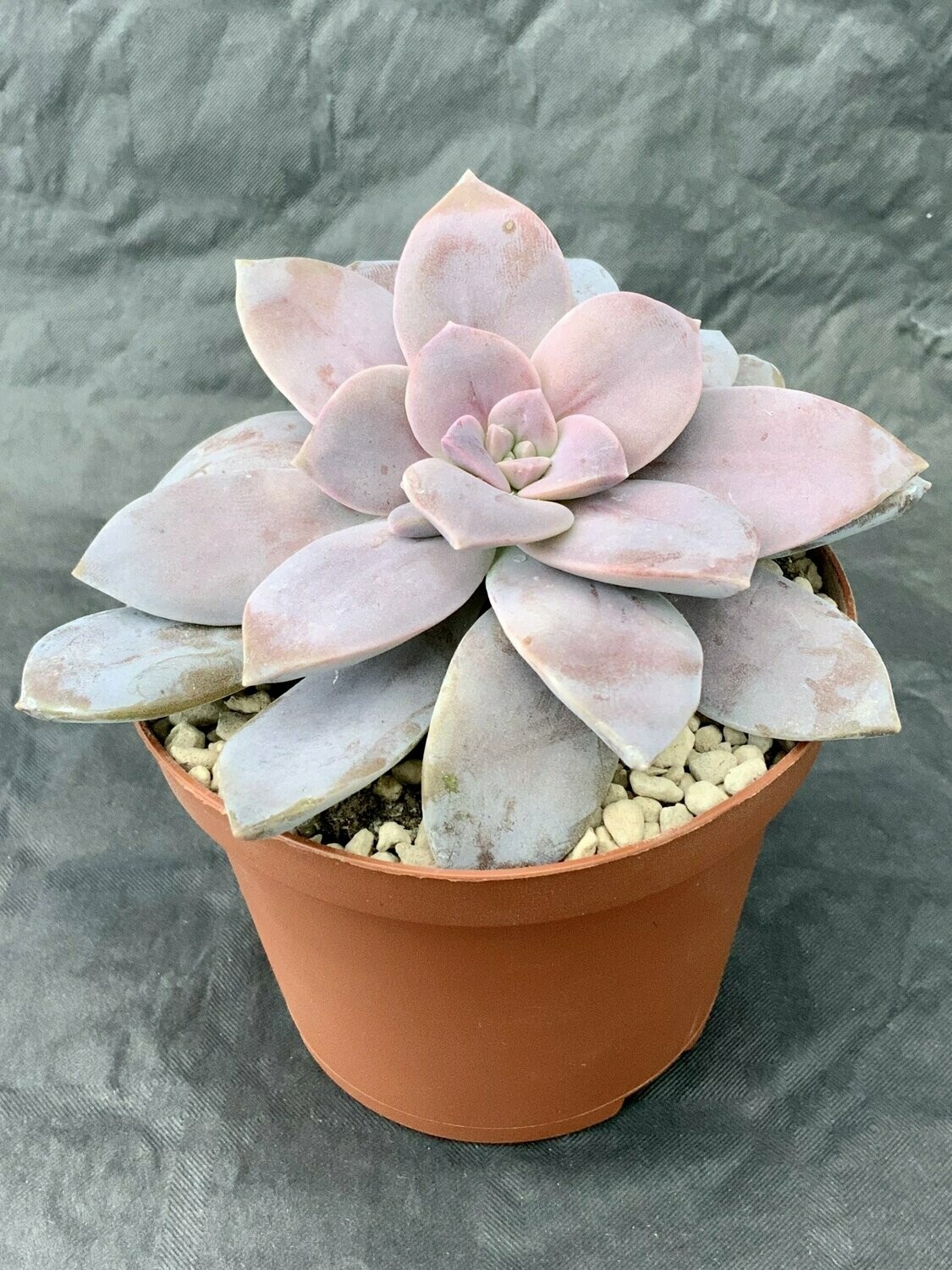 Graptopetalum Pentandrum