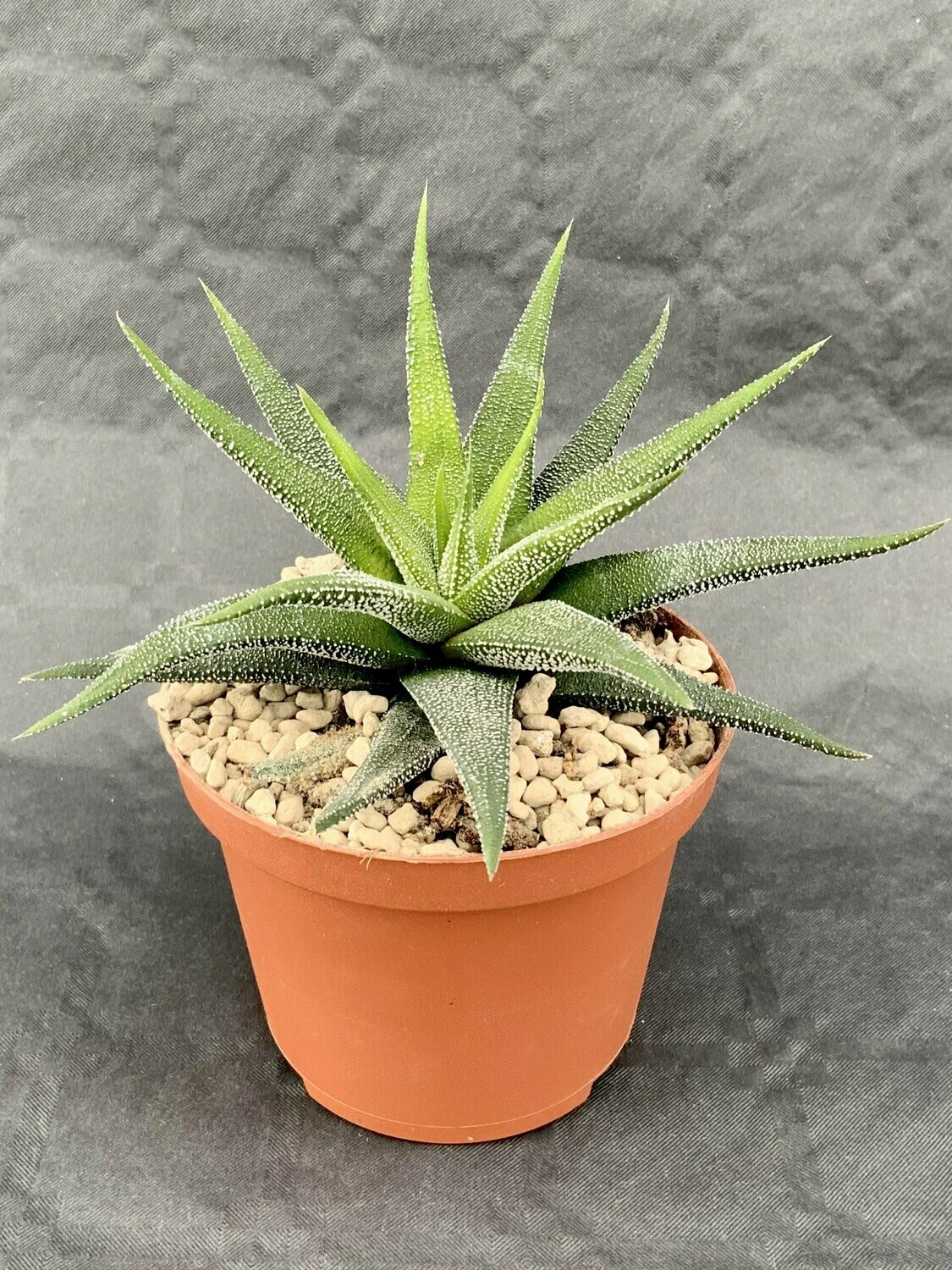 Haworthia Attenuata Pot ø 10,5