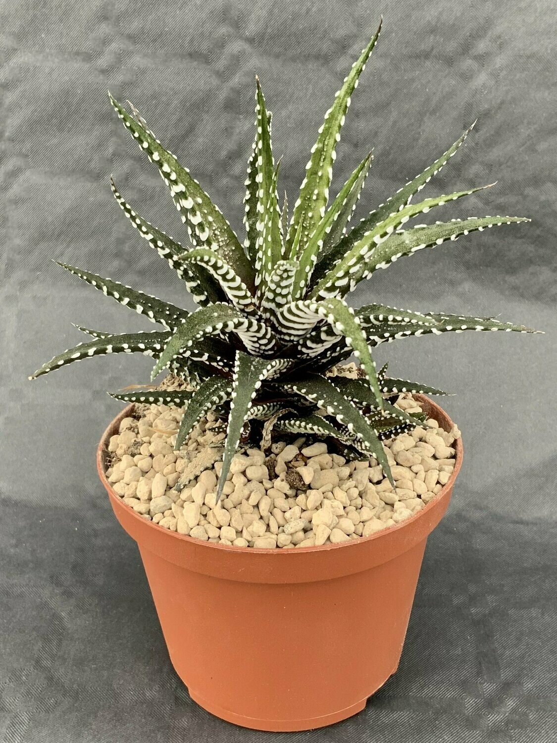 Haworthia Big Band Pot ø 10,5