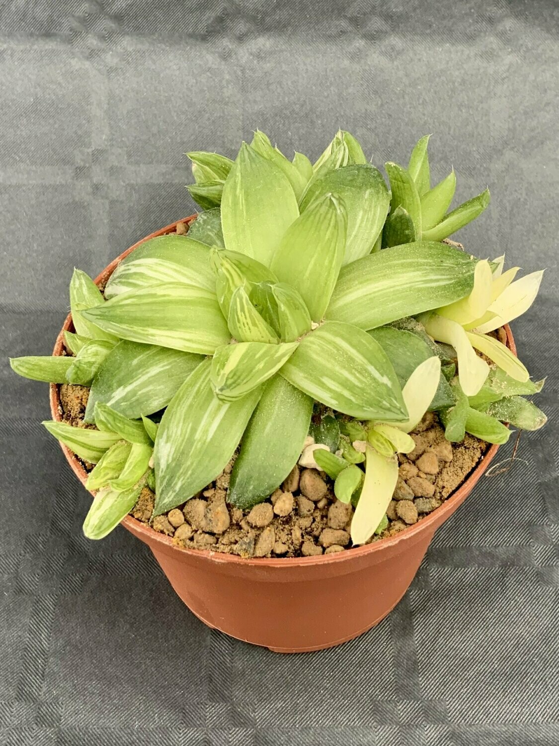 Haworthia Cymbiformis Variegated Pot ø 10,5