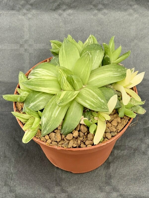 Haworthia Cymbiformis Variegated Pot ø 10,5