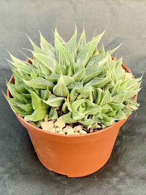 Haworthia Retusa Grey Ghost Pot ø 10,5