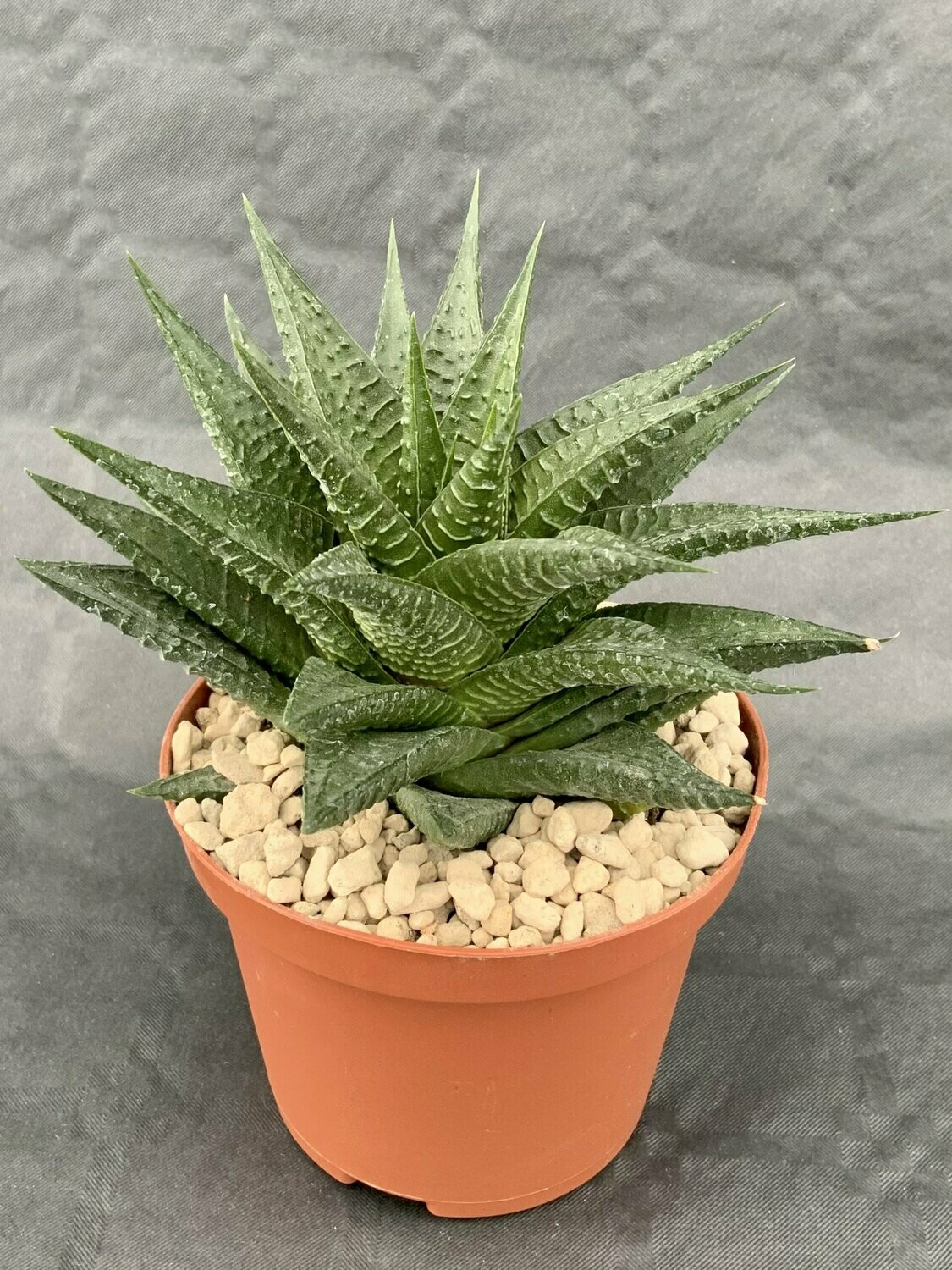 Haworthia Limifolia Pot ø 10,5