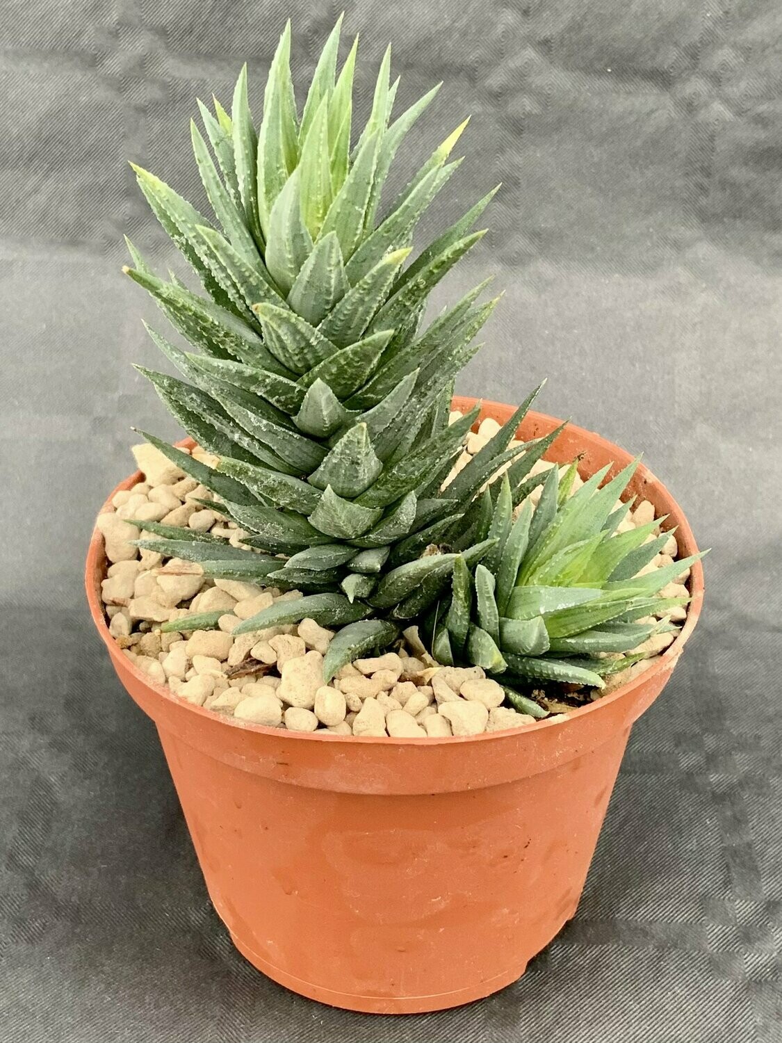 Haworthia Glauca Pot ø 10,5