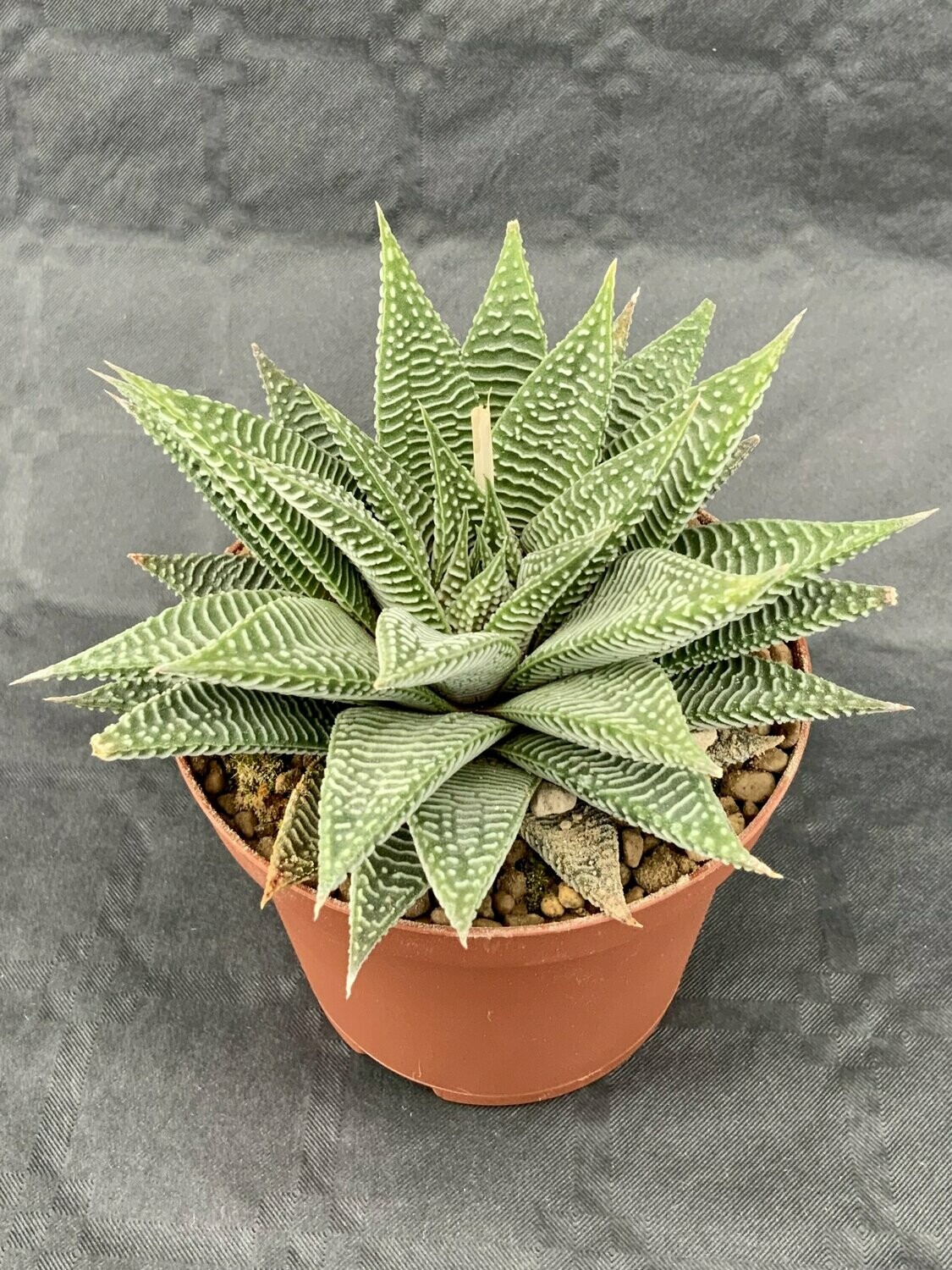 Haworthia Limifolia Striata Pot ø 10,5