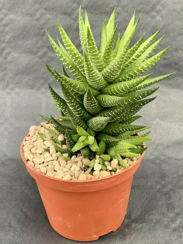 Haworthia Reinwardtii Pot ø 10,5