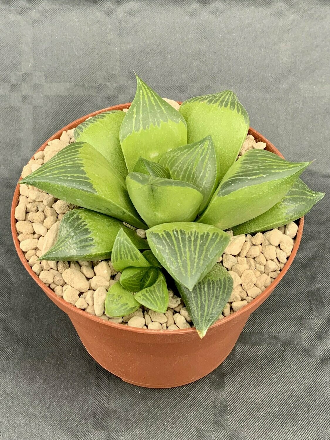 Haworthia Retusa Hybrid Pot ø 10,5