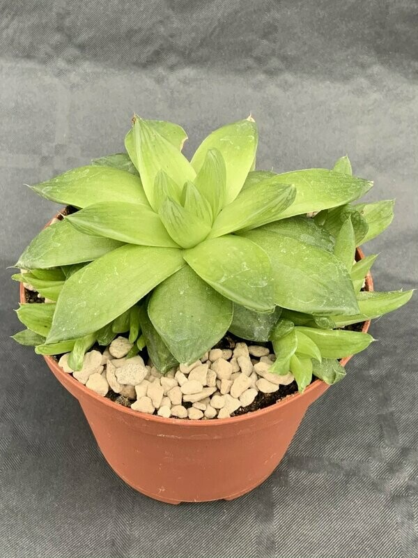 Haworthia Cymbiformis Pot ø 10,5