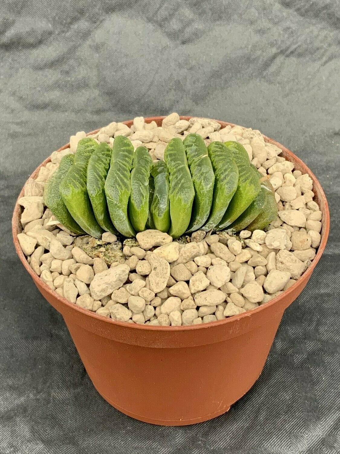 Haworthia Truncata Pot ø 10,5