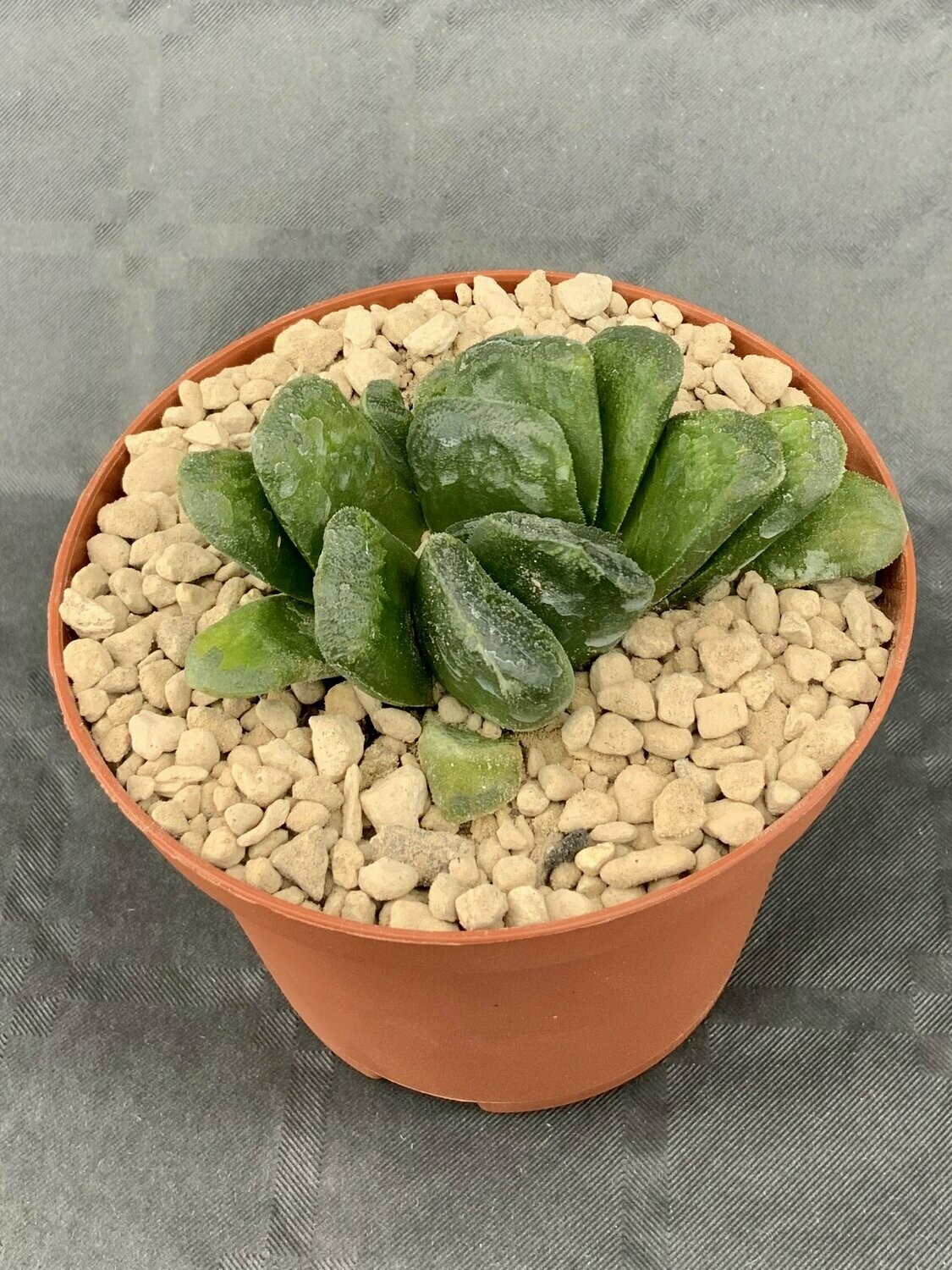 Haworthia Truncata V. Maughanii Pot ø 10,5