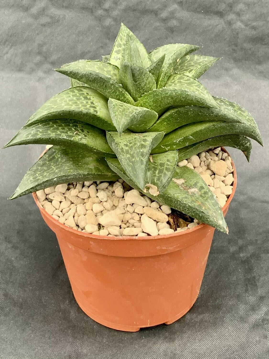 Haworthia Venosa V. Tessellata Pot ø 10,5