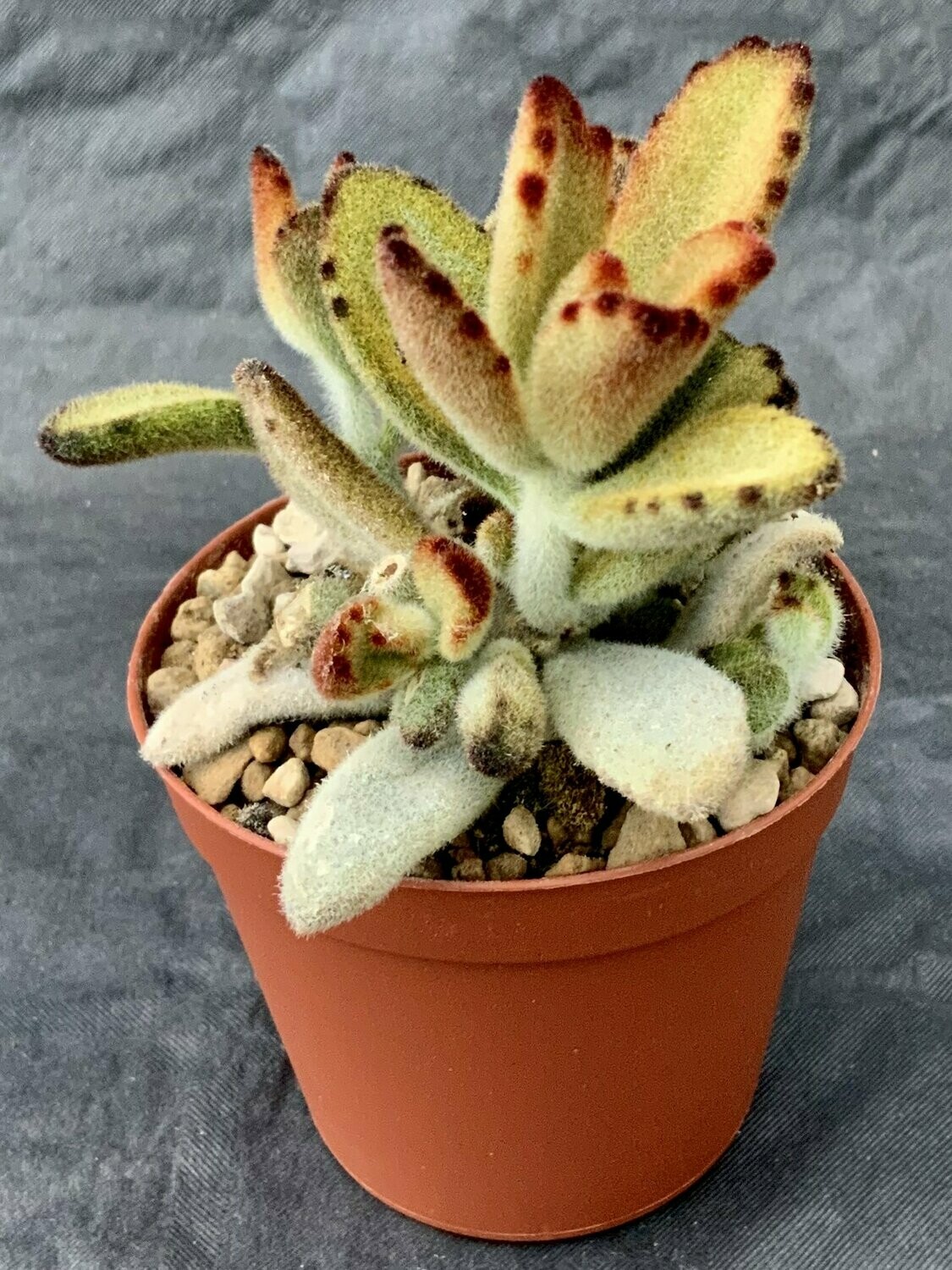 Kalanchoe Tomentosa Pot ø 7,5