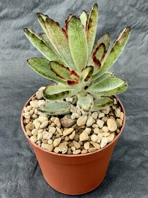 Kalanchoe Tomentosa Pot ø 7,5