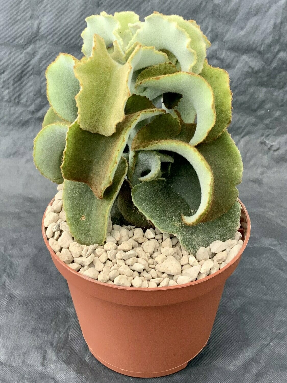 Kalanchoe Beharensis Monster