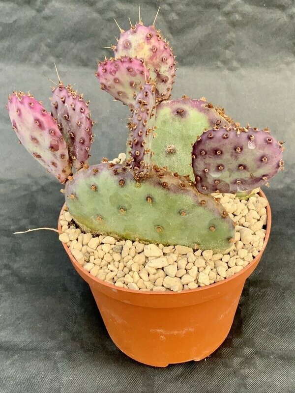 Opuntia Violacea Pot ø 10,5