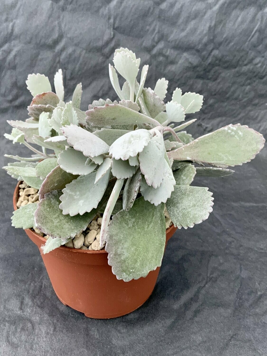 Kalanchoe Pumila