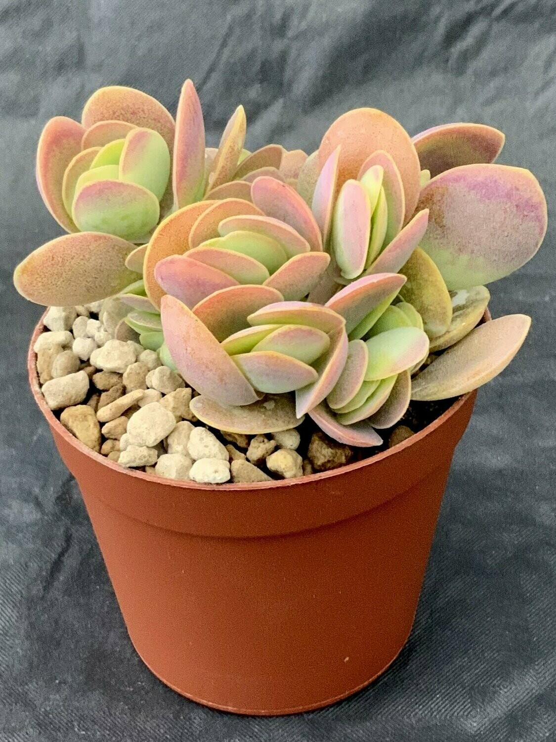 Kalanchoe Rotundifolia
