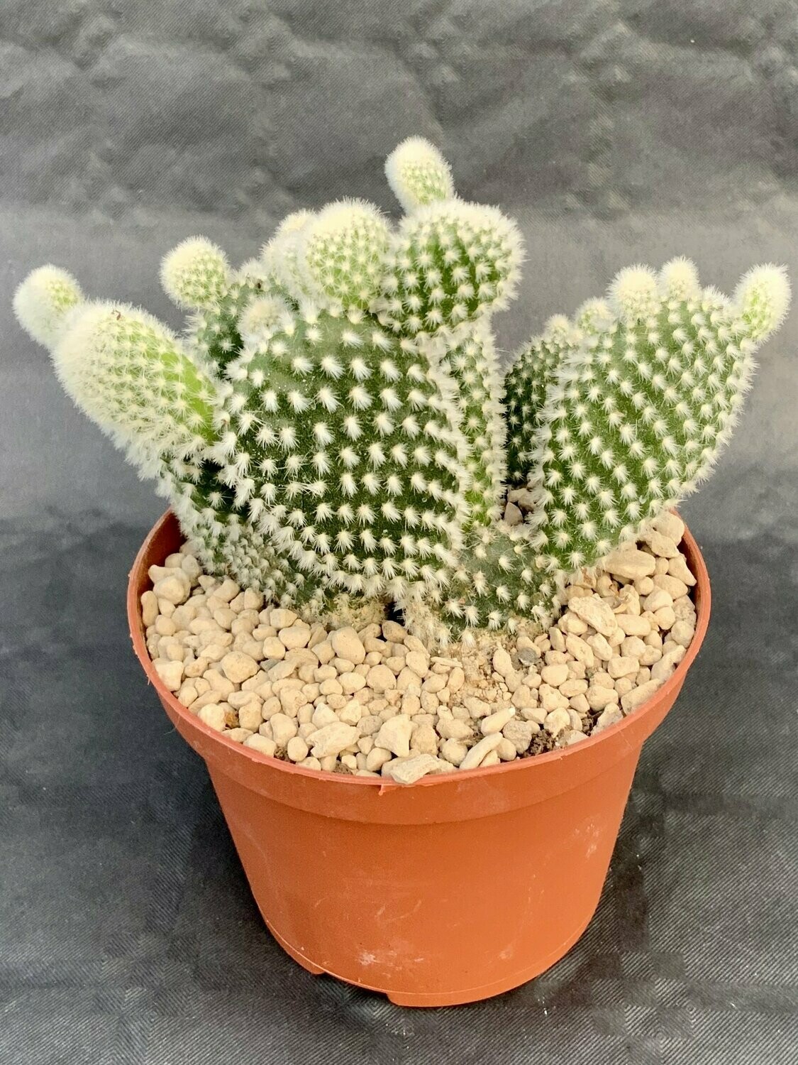 Opuntia Microdasys Albispina Pot ø 10,5