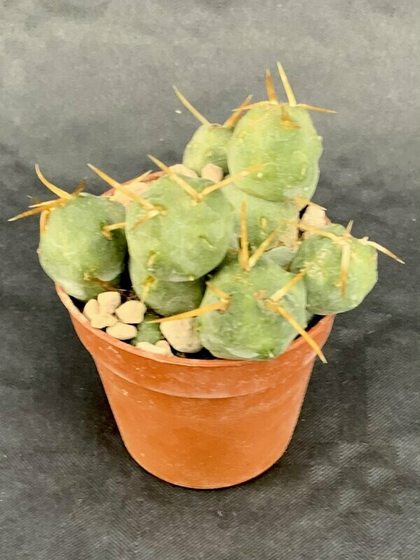 Puna Subterranea Incahuasi Pot ø 5,5