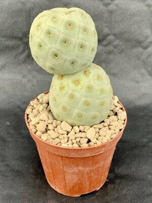 Thephrocactus Geometricus 2 Cladodi