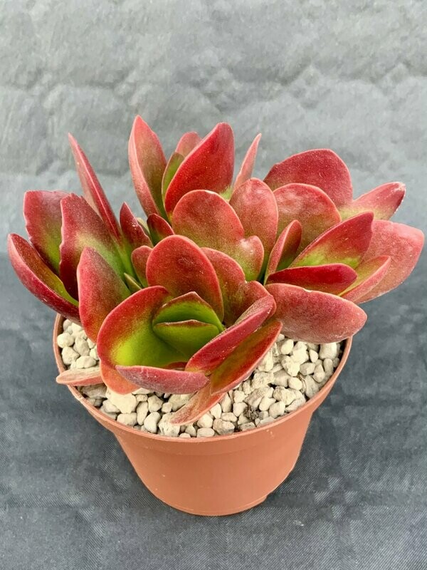 Kalanchoe Vivien Pot ø 10,5