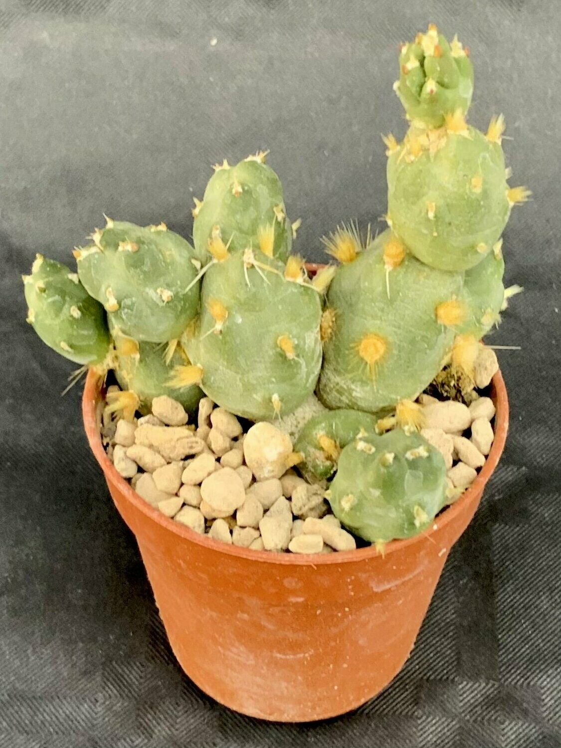 Thephrocactus Pentlandii Fuauxiana 2 Pot ø 5,5