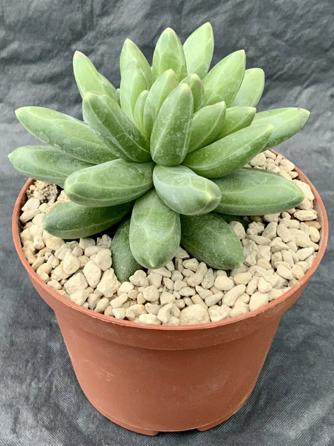 Pachyphytum Compactum