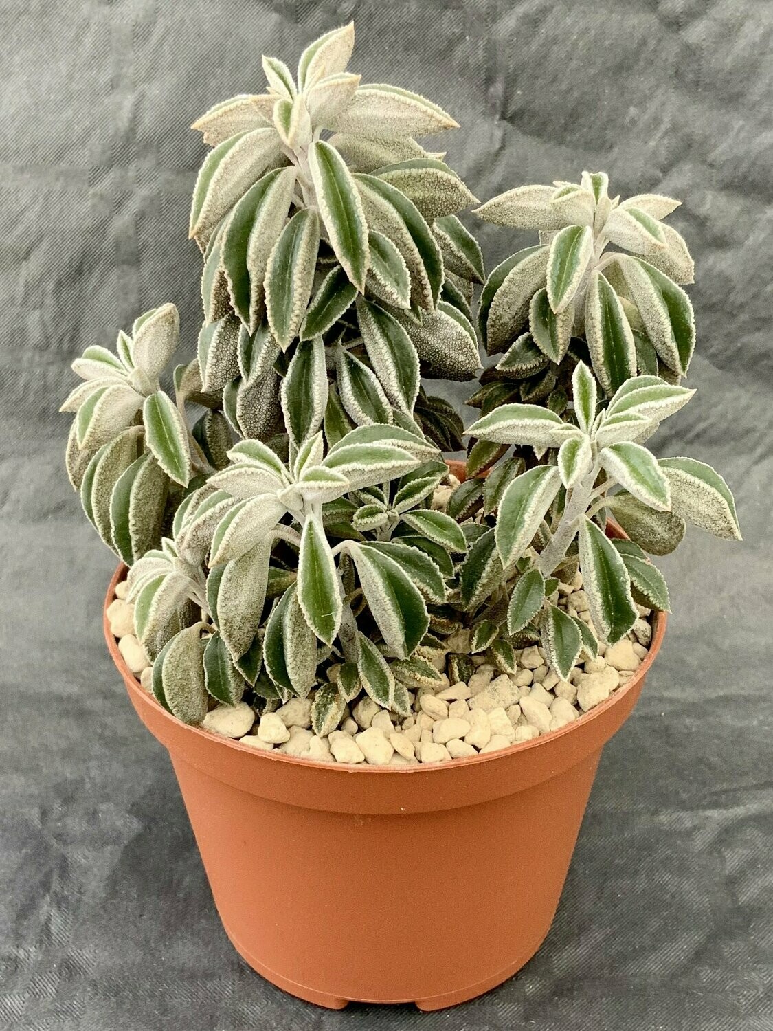 Peperomia Wolfgang Krahnii