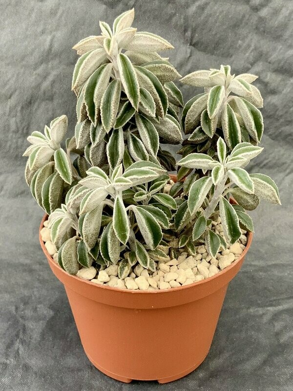 Peperomia Wolfgang Krahnii