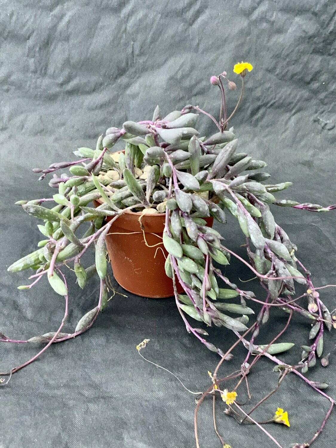 Senecio Herreianus Purple Flush