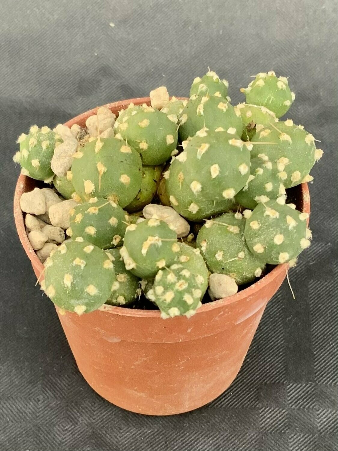 Thephrocactus Pentlandii Fuauxiana 1 Pot ø 5,5