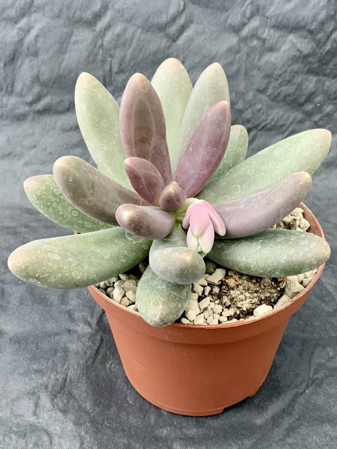 Pachyphytum Oviferum x Echeveria Viride