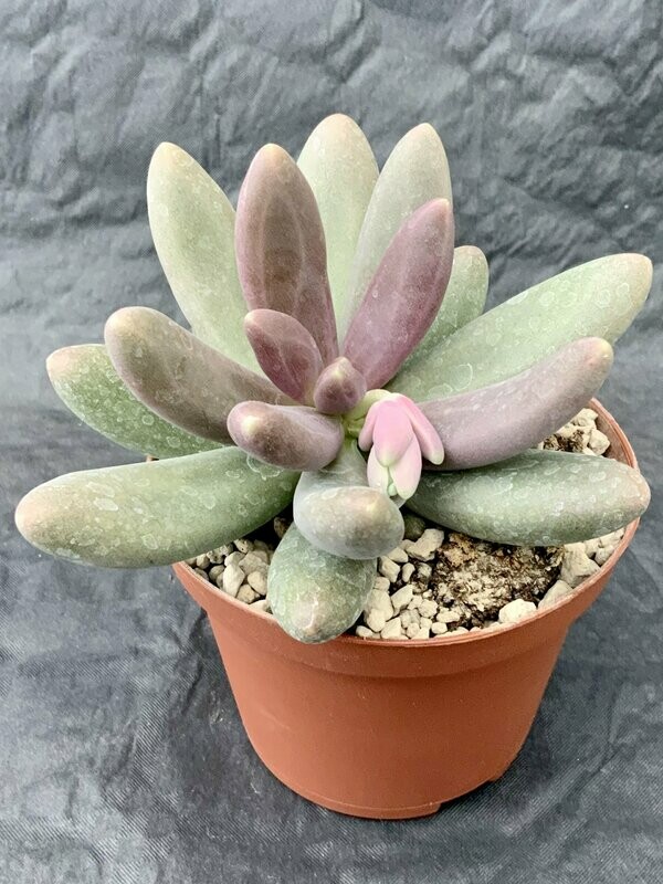 Pachyphytum Oviferum x Echeveria Viride