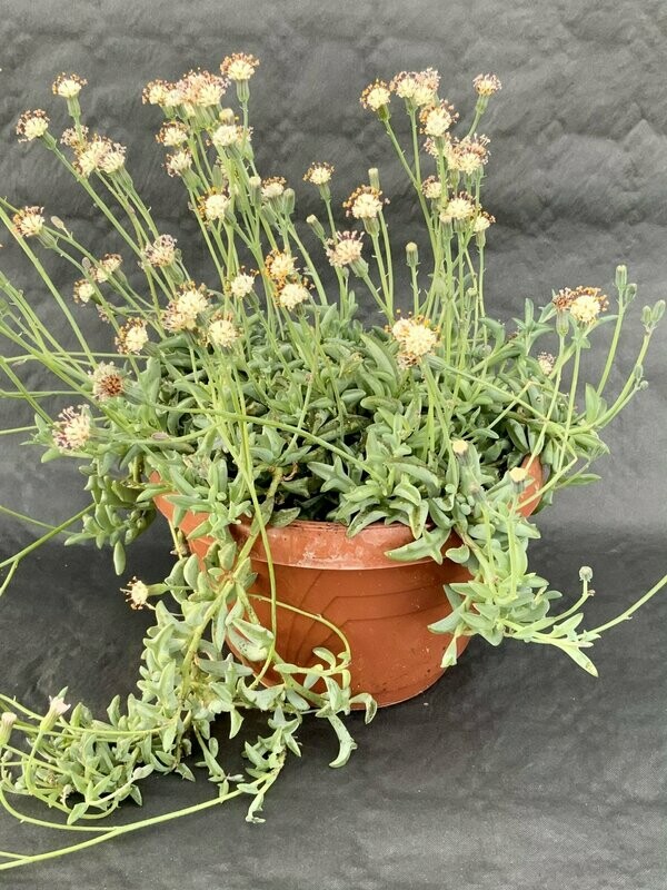 Senecio Peregrinus Dolphin Pot ø 16