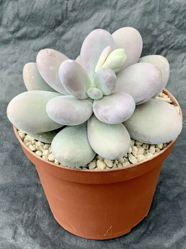 Pachyphytum Bracteosum Moonstone