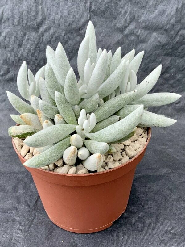 Senecio Haworthii