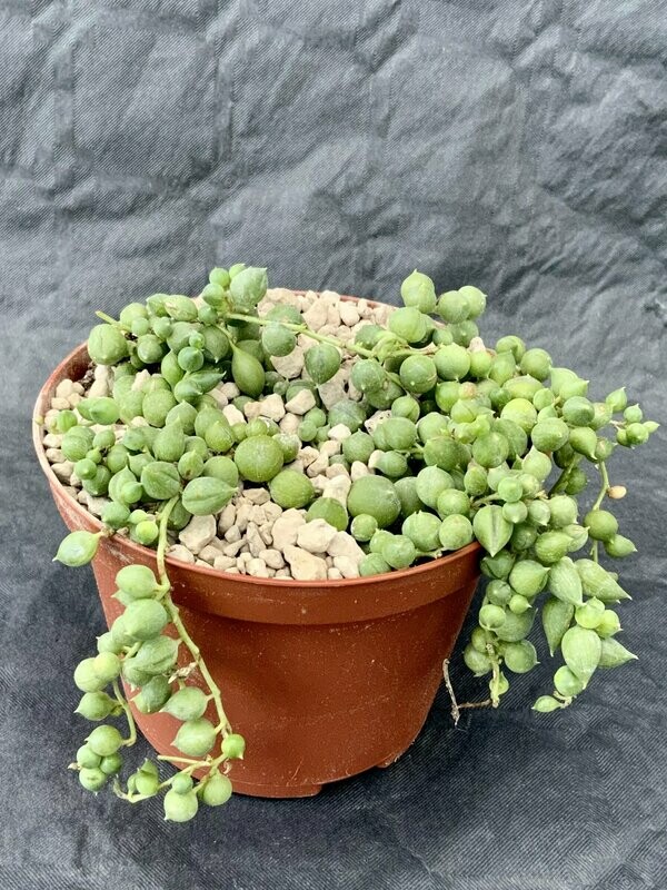 Senecio Rowleyanus