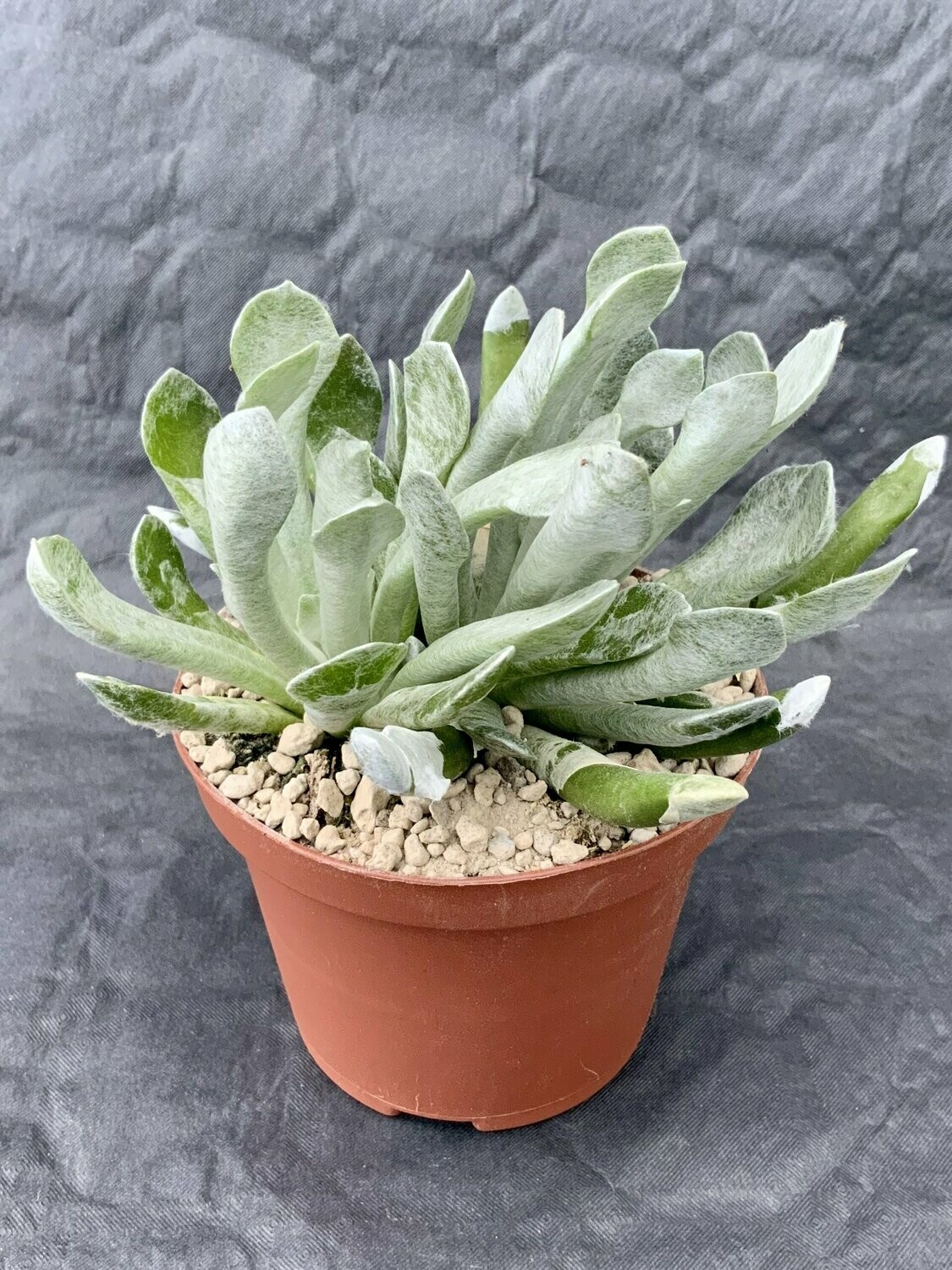 Senecio Scaposus Pot ø 10,5