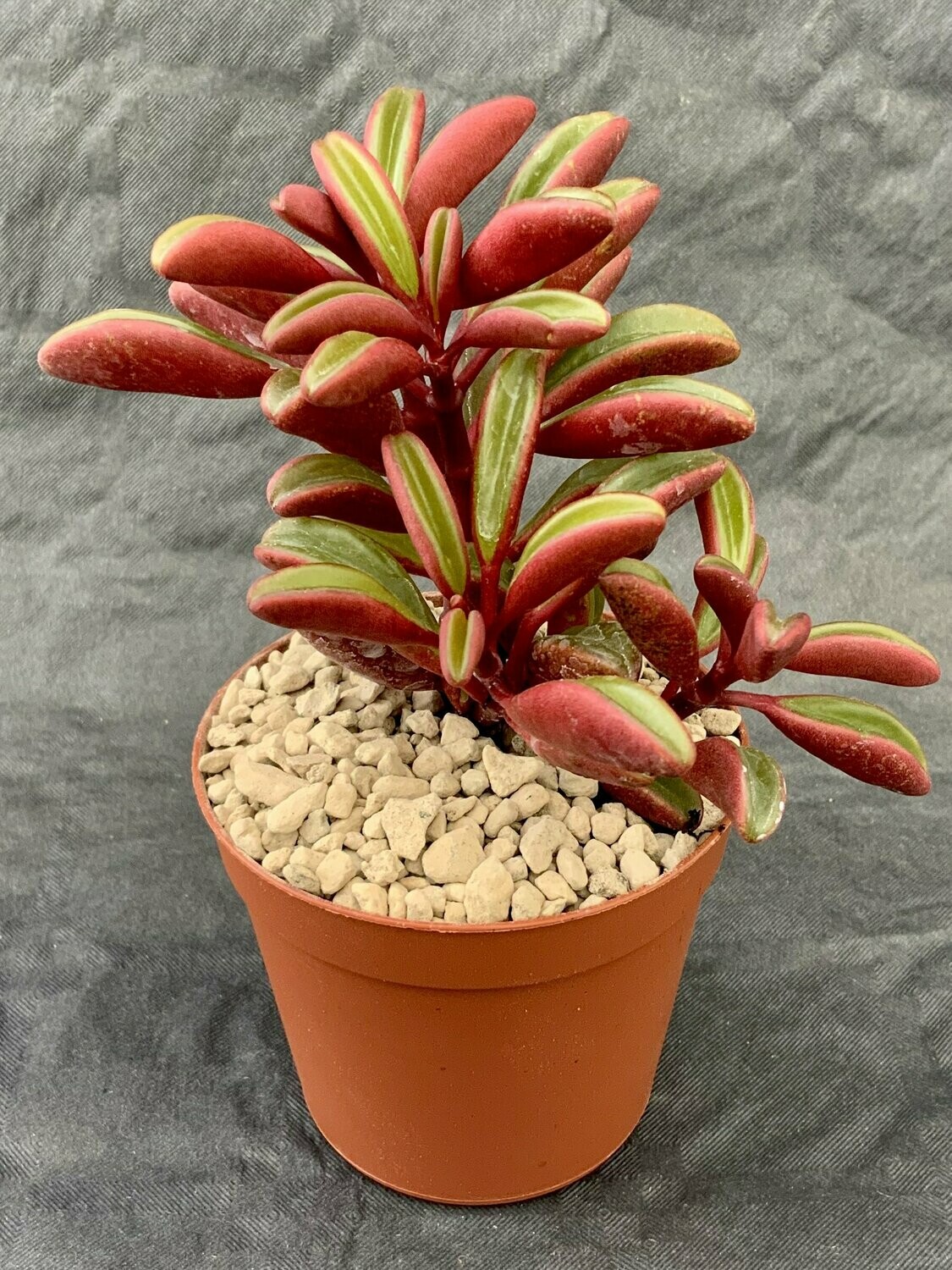 Peperomia Graveolens Pot ø 7,5