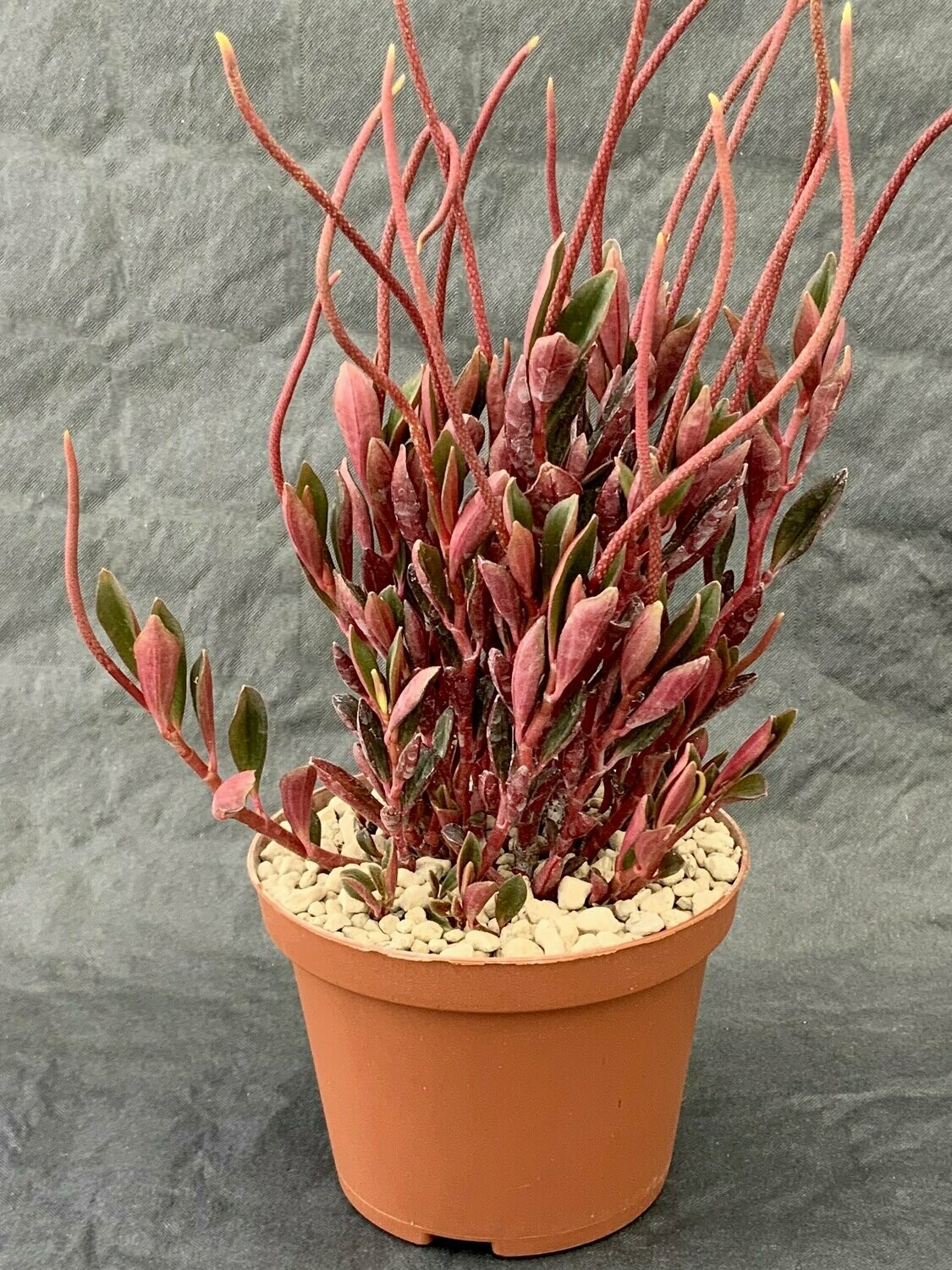 Peperomia Sp. Pot ø 7,5