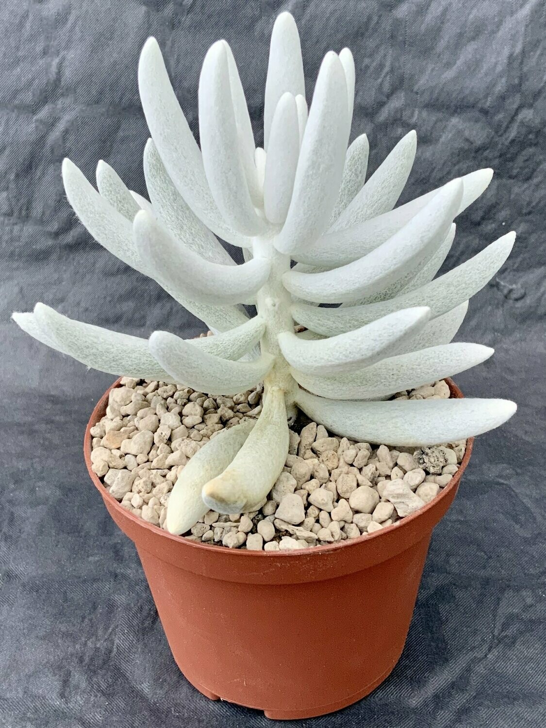 Senecio Hawortii Hans Herre Pot ø 10,5