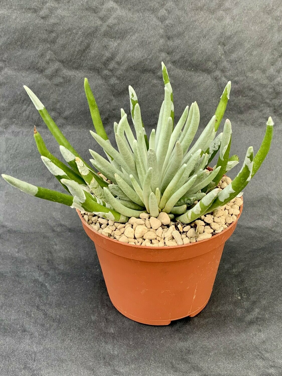 Senecio Scaposus Caulescens Pot ø 10,5