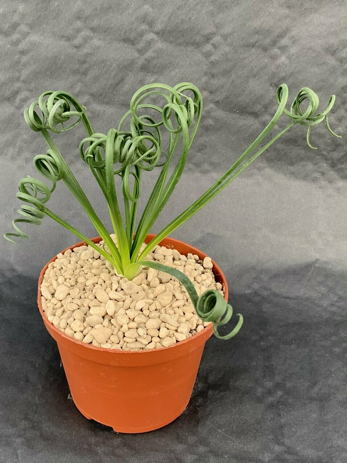 Albuca Spiralis Pot ø 10,5