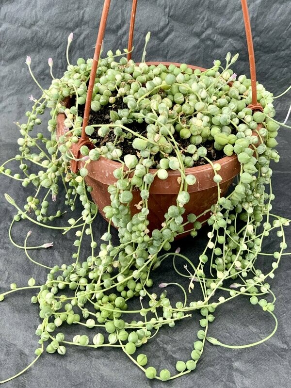 Senecio Rowleyanus  Variegated Pot ø 10,5