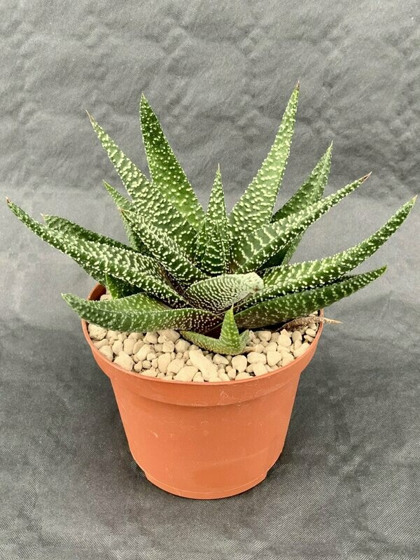 Gasteraloe Flow Pot ø 10,5